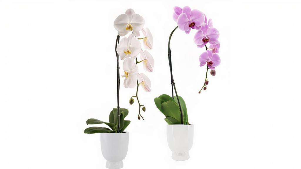 Swan Orchid · Swan orchid in white pot.
Orchid colors variety include: 
Purple, Pink, Yellow & White.
Please specify preferred color and an alternative option color in special instructions.