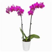 Large Orchid  · Large orchid in ceramic pot.
Orchid colors variety include: 
Purple, Pink, Yellow & White.
P...