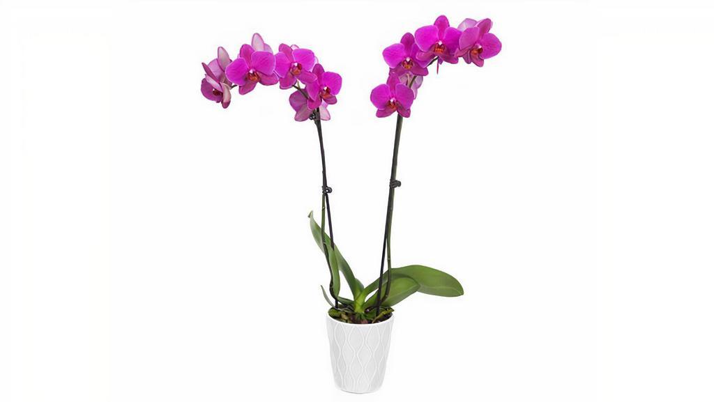 Large Orchid  · Large orchid in ceramic pot.
Orchid colors variety include: 
Purple, Pink, Yellow & White.
Please specify preferred color and an alternative option color in special instructions.