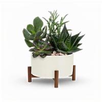 Mid-Century Garden · Retro fabulous! This vintage- inspired gift features sculptural succulent plant nested in a ...