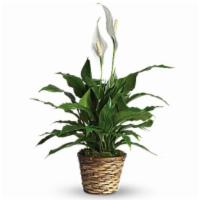 6”  Peace Lily · 6”  peace lily in a basket