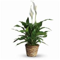 8”  Peace Lily · 8”  Peace lily in a basket
