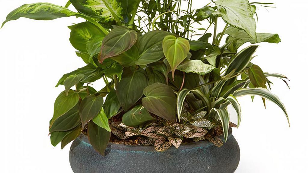 Designers Choice Dish Garden · Add a unique touch to any home or office with a stunning variety of fresh greens. The perfect choice to send for any occasion.

Plants vary on availability

May come in a Metal or Ceramic Container