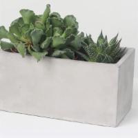 Concrete Rectangle Planter And Succulent Box · 8 inch $16.00

12 inch $22.00