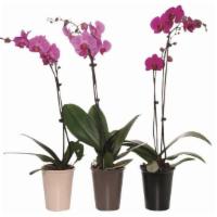 Debi Lilly Orchids · 5 inch, assorted colors, in ceramic.