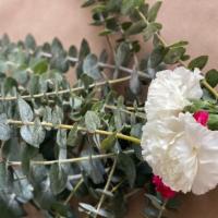 Eucalyptus Bunch W/Carnations · Fresh Eucalyptus and Carnations prepared to hang in your shower.