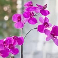 Modern Orchid Plant · A premium orchid plant is perfect for someone with modern taste, and needs a longer lasting ...