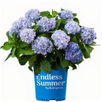 Endless Summer® Hydrangea · Endless Summer Hydrangea is an outstanding plant for shady borders or to make a hedge or scr...