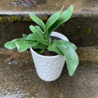 Staghorn Fern In A White Ceramic Port · Staghorn ferns, occasionally referred to as “stag head fern,” are so called for their resemb...