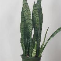 Snake Indoor House Plant · With its tall, swordlike leaves, Snake Plants are beautiful and distinct plants to have in a...