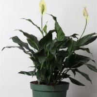 Spathiphyllum Decorative House Plant · Commonly known as the peace lily, our spathiphyllum plant is a favorite among just about eve...