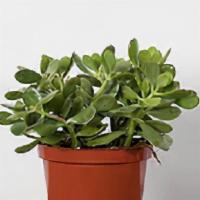 Indoor Jade Plant · Jade is believed to be a symbol of fortune, friendship, and good luck. Whether this is true ...