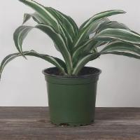 Dracaena Indoor House Plant · There are several varieties of Dracaena commonly found as house plants including Warneckii (...