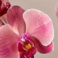 Blooming Colored Phalaenopsis Orchid Plant · Phalaenopsis orchids come in a variety of colors from exotic greens to pinks and lavenders. ...