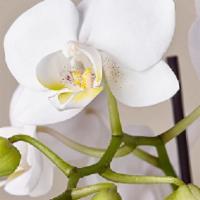 Blooming White Phalaenopsis Orchid Plant · White phalenopsis orchids are easy to care for and add a touch of delicate beauty to any hom...