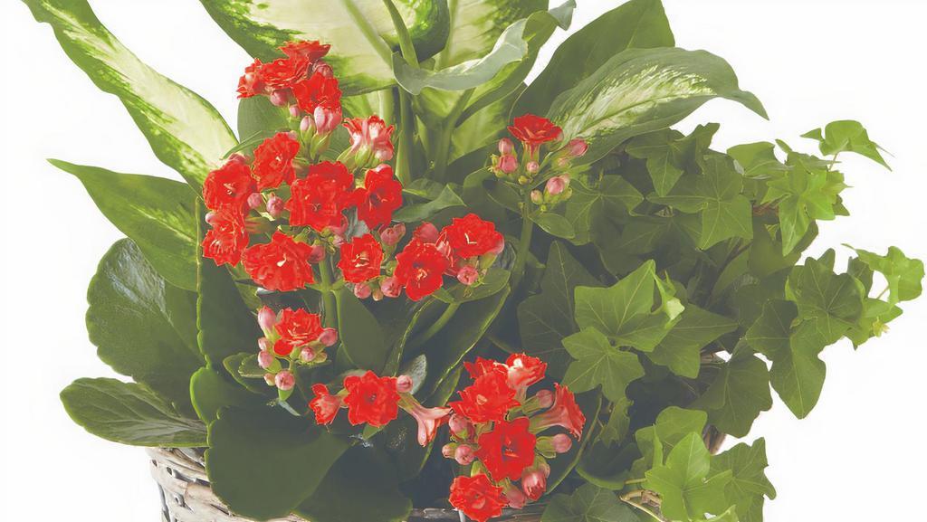 Foliage Garden · Give the classic and elegant gift of a long lasting Foliage Garden in a soft woven basket.