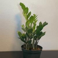 Zz Plant · Great beginner plant! Super easy to care for as it does well in low light. Great for a dark ...