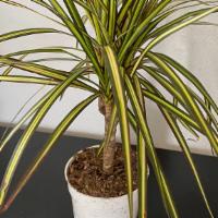 Dracaena - Lime Green · For best results keep in bright, indirect light (still a great plant for rooms with less lig...