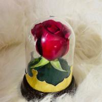 Beauty  · Single rose bottled in a clear dome. Has a small hole airway on the top and water supply on ...