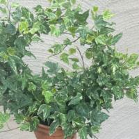 Ivy Hoop · Beautiful ivy hoop that will last long after Mothers Day. Perfect for a sunny window or shad...