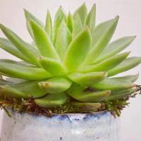 Fran Succulent Pot · An adorable gift for the woman in your life! Planted with a low maintenance succulent. Appro...
