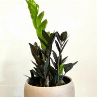 Zz Plant Raven · The ZZ Plant is characterized by its waxy green leaves above the surface of its potting mix,...