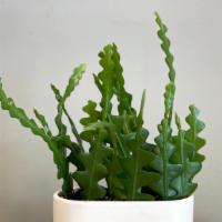 Ric Rac Cactus · The Ric Rac Cactus will win over any plant parent: Not only is it pet-friendly and easy to c...
