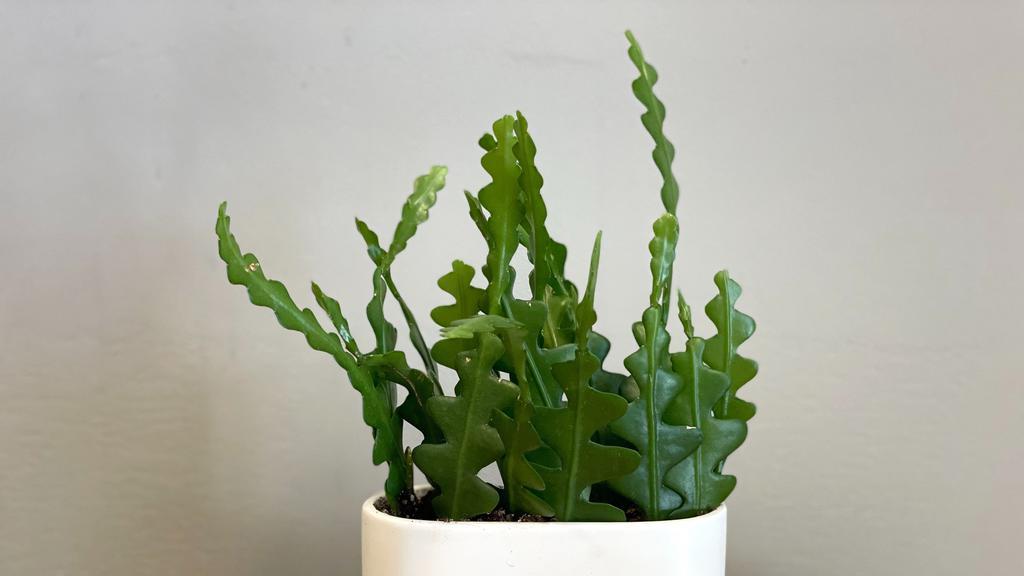 Ric Rac Cactus · The Ric Rac Cactus will win over any plant parent: Not only is it pet-friendly and easy to care for, but it offers ric rac- or fishbone-shaped trailing stems and the occasional night-blooming flower. It is considered non-toxic, safe to keep around curious cats and dogs.