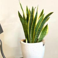 Snake Plant · Allergy-Reducing and Air-Purifying
One of the most important ways that snake plants purify t...