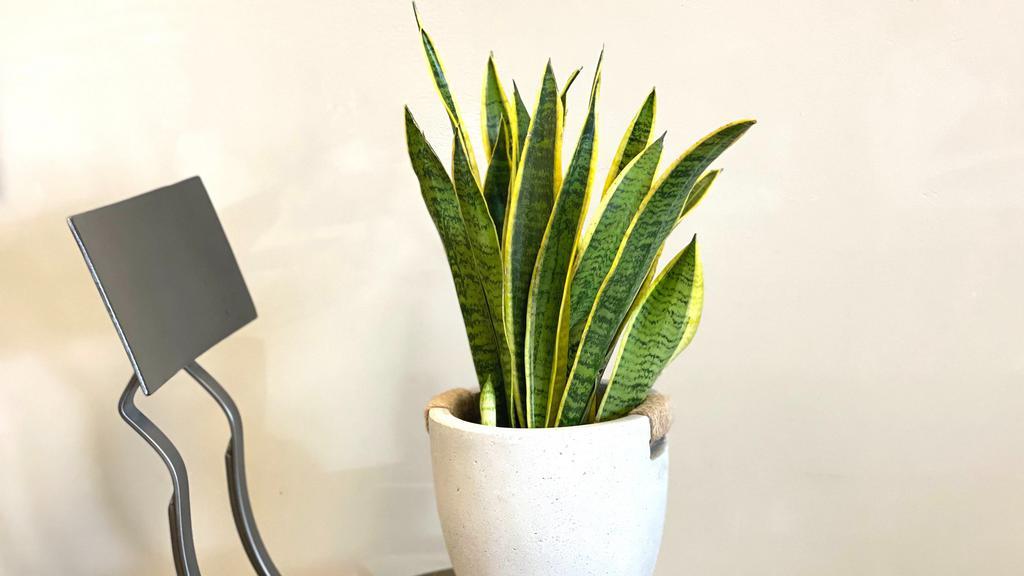 Snake Plant · Allergy-Reducing and Air-Purifying
One of the most important ways that snake plants purify the air is through the removal of toxins such as formaldehyde and benzene.