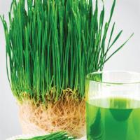 Wheat Grass Shot · Due to National Shortages Wheat Grass May Be Unavailable. Thank you for your understanding.