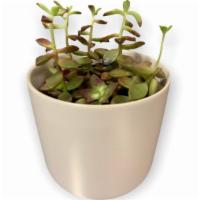 Medium Succulent With Pot · Medium - Succulent Varies
Pot included and may vary in style