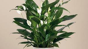 Comfort Planter · A lush green potted peace lily plant that in an attractive white stoneware container. It is ...