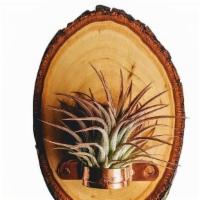 Live Edge Wood Slice Air Plant Forgotten Property Pottery · 