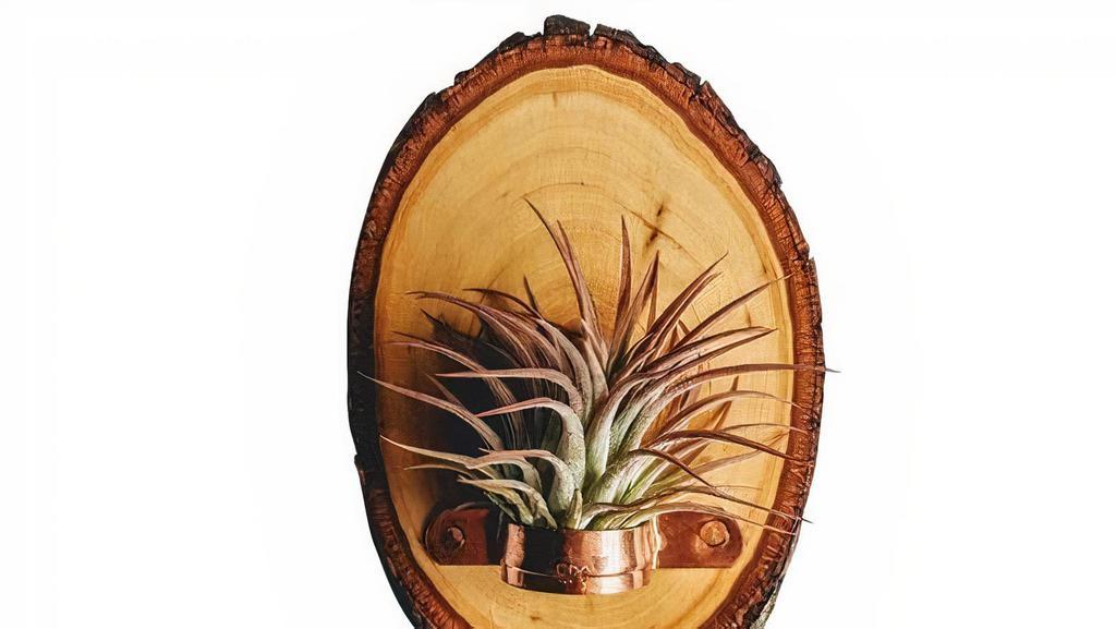 Live Edge Wood Slice Air Plant Forgotten Property Pottery · 