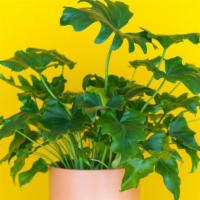The Stayin' Alive · If you have the touch of death, these plants are for you. Our indoor plants manage to thrive...