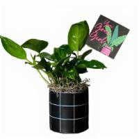 You Grow Girl Plant · Send a sassy surprise with a low-maintenance houseplant inside our pepper pot. Great for wis...