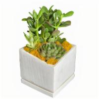 Good Vibes Only Succulents · This cube is full of Good Vibes Only! We'll choose a variety of succulents to nestle inside ...
