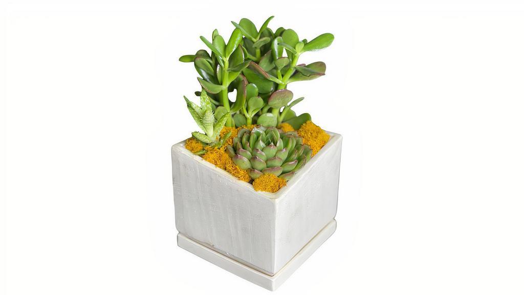 Good Vibes Only Succulents · This cube is full of Good Vibes Only! We'll choose a variety of succulents to nestle inside our textured ceramic planter including your choice of colored moss. The stylish asymmetrical container is sleek from every angle and includes drain holes and a saucer for easy care. Great as a long-lasting gift that will satisfy most all aesthetics. Go on, gift those Good Vibes!