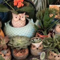 Terracotta · Potted owl succulents with a greeting card