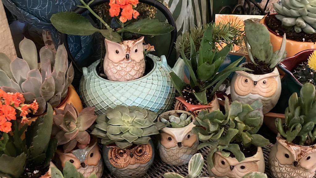 Terracotta · Potted owl succulents with a greeting card