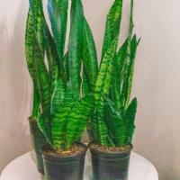 Sansevieria Zeylanica · The Sansevieria Zeylanica thrives in bright light but is often sold as a low-light plant for...