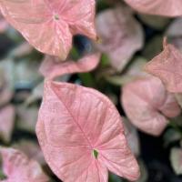 Syngonium Pink Allusion · These rare pink beauties are a must have! Also known as an Arrowhead Plant, or Arrowhead Vin...