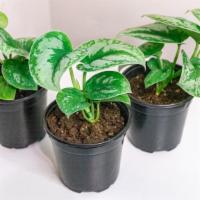 Scindapsus Exotica · The Scindapsus Pictus ‘Exotica’ should be on every plant enthusiast wish list! This vining b...