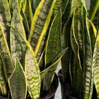 Sansevieria Laurentii · The Sansevieria Laurentii thrives in bright light but is often sold as a low-light plant for...