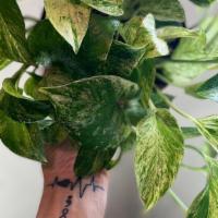 Pothos Marble Queen · The easiest of all the houseplants! This is the houseplant that started my obsession with ho...