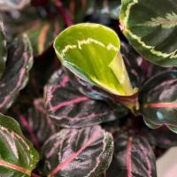 Calathea Medallion · The Calathea Medallion is part of the prayer plant family.

Light: Thrives in bright to medi...