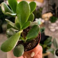 Jade Plant · Crassula ovata, commonly known as jade plant, lucky plant, money plant or money tree, is a s...