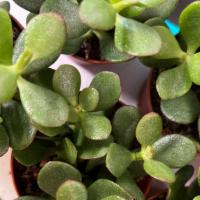 Mini Jade · Crassula ovata, commonly known as jade plant, lucky plant, money plant or money tree, is a s...