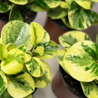Peperomia Obutsifolia Variegated · Light: Medium to bright indirect light.
Water: Water when the top 1-2 inches of soil are dry...